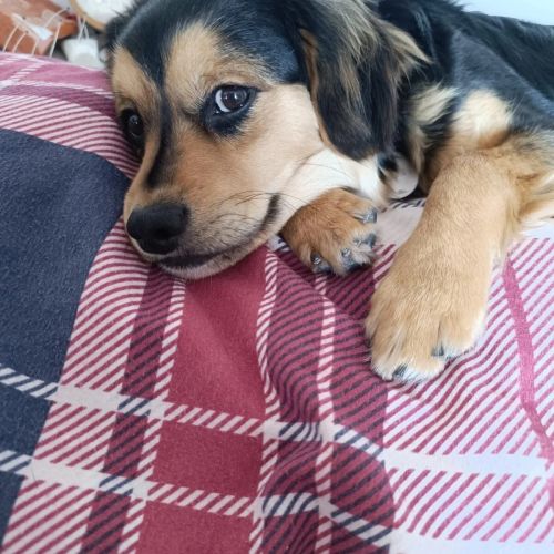 #BE2614355 -  Oliver, chien croisé à adopter – AnimalWeb Belgique