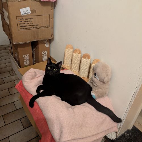 #BE2614357 - Muezza, chat perdu à Londerzeel - AnimalWeb Belgique #BE2614357 - Muezza, chat perdu à Londerzeel - AnimalWeb Belgique