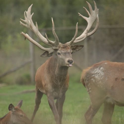 Troupeau de cerfs en enclos dans les Ardennes belges