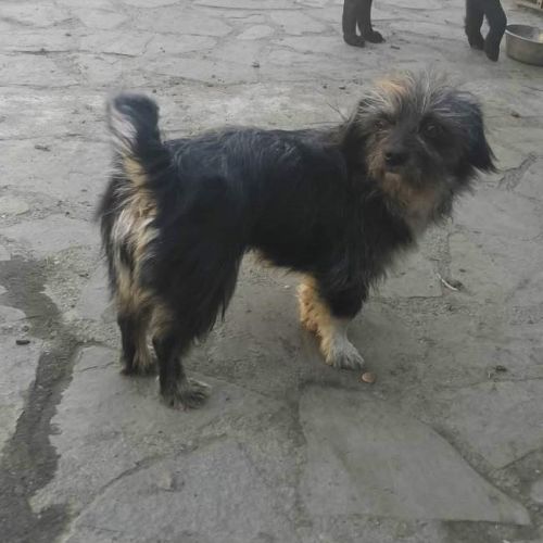 #BE2614359 -  Lili, chien croisé à adopter – AnimalWeb Belgique