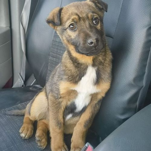 #BE2614360 -  Kian, chien croisé à adopter – AnimalWeb Belgique