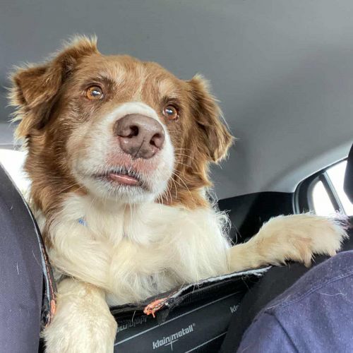 #BE2614361 -  Choco, chien à adopter à Bury – AnimalWeb Belgique