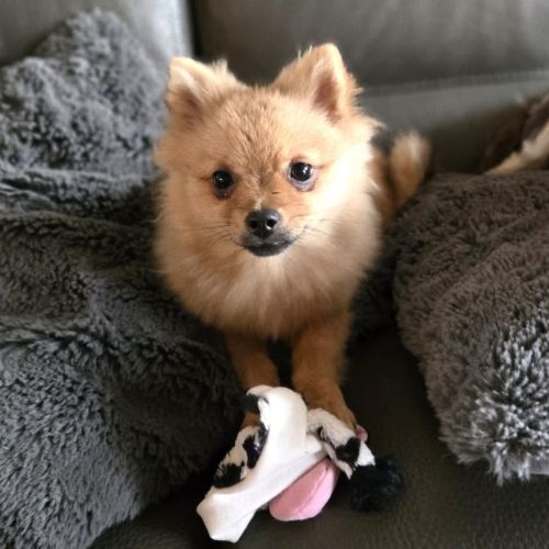 #BE2614362 -  Ella, chien à adopter à Bury – AnimalWeb Belgique