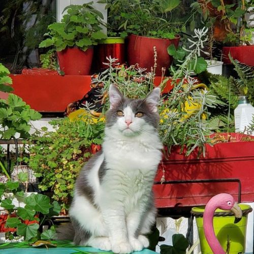 #BE2614363 - Mochi, chat perdu à Saint-Gilles - AnimalWeb Belgique