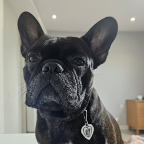 #BE261464 - Adoptez Charly, un chien à Wiers – AnimalWeb​