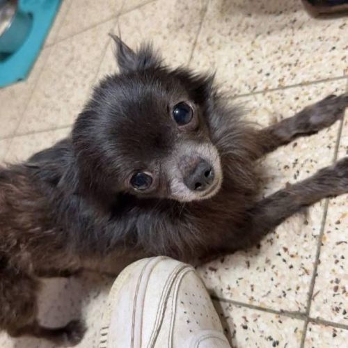 #BE261465 - Adoptez Kiwi, un chien à Wiers – AnimalWeb​