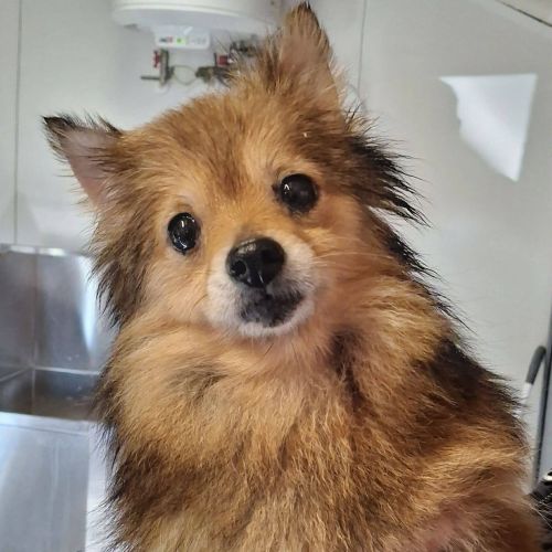 #BE261466 - Adoptez Belle, un chien à Wiers – AnimalWeb​