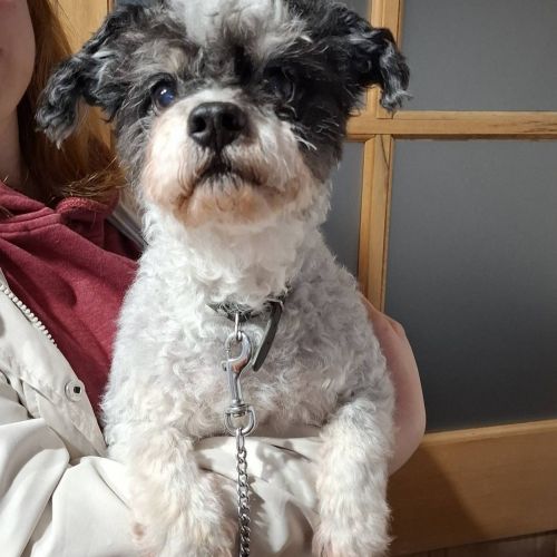 #BE261467 - Adoptez Pilou, un chien à Wiers – AnimalWeb​