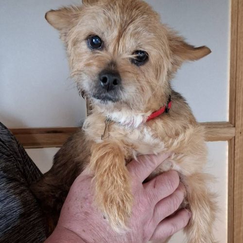 #BE261468 - Adoptez Soquette, un chien à Wiers – AnimalWeb​