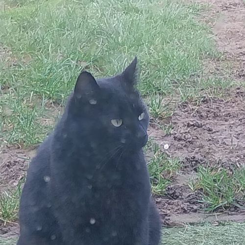 Trouvé chat noir