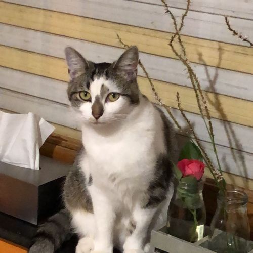 #BE2614370 - Louisa, chat perdu à Verviers - AnimalWeb Belgique