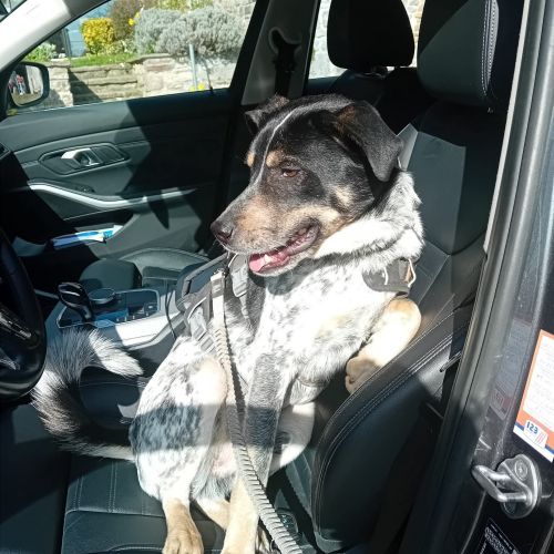 #BE2614371 - Blaze, chien perdu à Huy - AnimalWeb Belgique