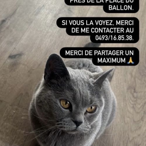 #BE2614372 - Marleau, chat perdu à Lodelinsart - AnimalWeb Belgique