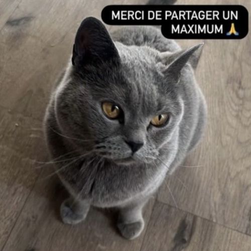 #BE2614372 - Marleau, chat perdu à Lodelinsart - AnimalWeb Belgique