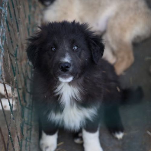 #BE2614373 -  Daryl, chien croisé à adopter – AnimalWeb Belgique