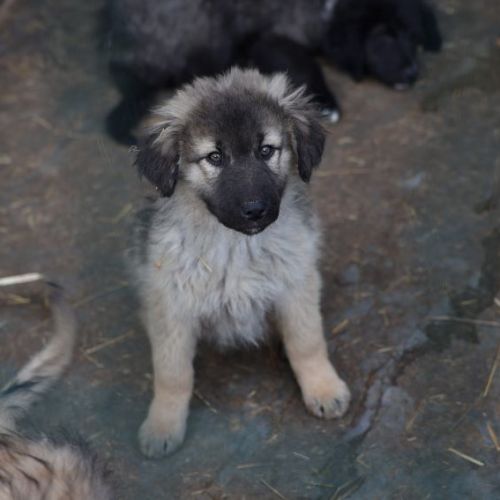 #BE2614375 -  Dinah, chien croisé à adopter – AnimalWeb Belgique