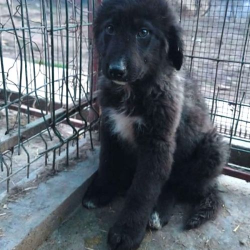 #BE2614377 -  Dora, chien croisé à adopter – AnimalWeb Belgique