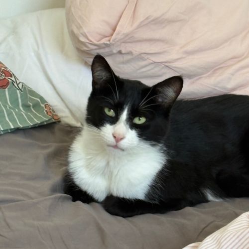 #BE2614379 - Pistou, chat perdu à Watermael-Boitsfort - AnimalWeb Belg