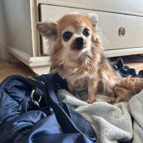 #BE2614382 - Letibe, chien à adopter à Maurage – AnimalWeb​