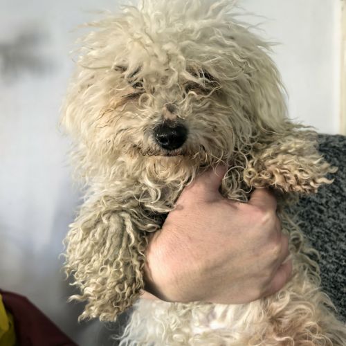 #BE2614384 - Snowy, chien croisé à adopter – AnimalWeb​