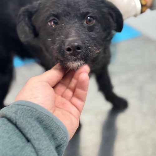 #BE2614385 - Inky, chien croisé à adopter – AnimalWeb​