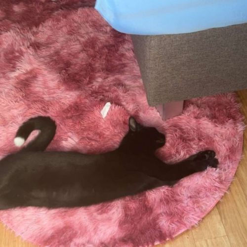 #BE2614387 - Perle, chat perdu à Noduwez - AnimalWeb Belgique