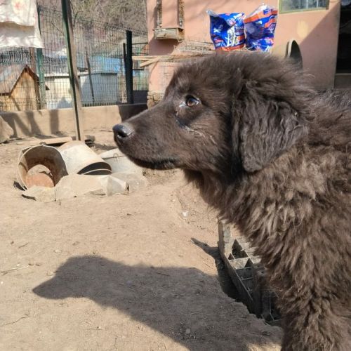 #BE2614388 -  Dali, chien croisé à adopter – AnimalWeb Belgique