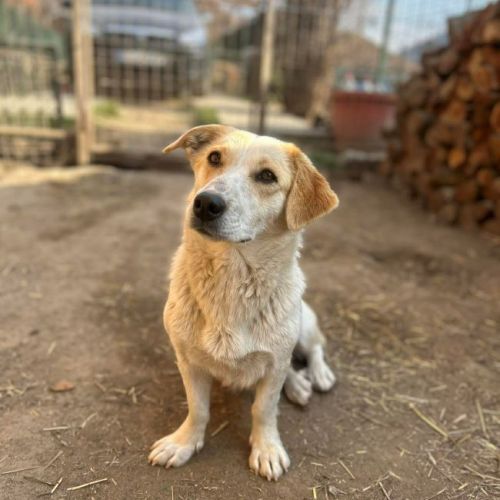 #BE2614389 -  Salome, chien croisé à adopter – AnimalWeb Belgique