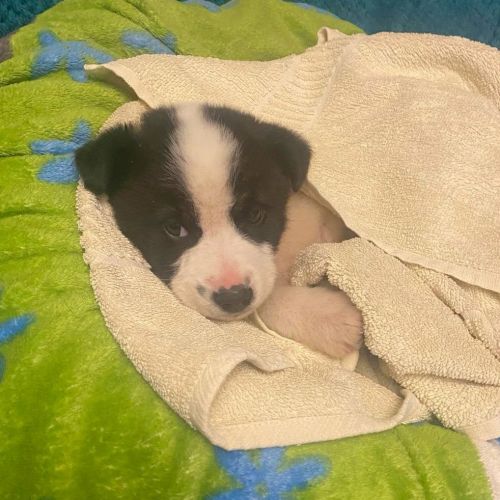 #BE2614390 -  Panda, chien croisé à adopter – AnimalWeb Belgique