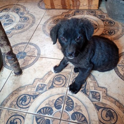 #BE2614391 -  April, chien croisé à adopter – AnimalWeb Belgique