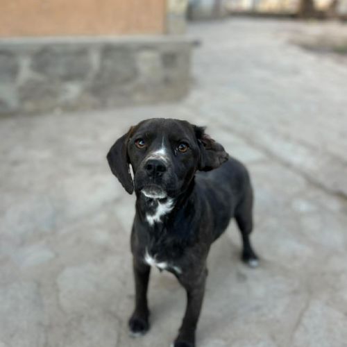 #BE2614392 -  Josy, chien croisé à adopter – AnimalWeb Belgique