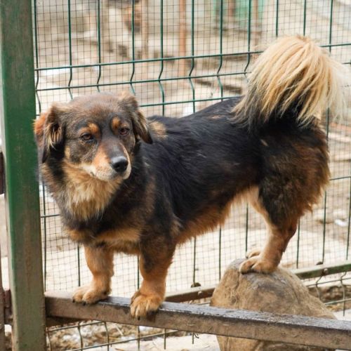 #BE2614393 -  Lacrima, chien croisé à adopter – AnimalWeb Belgique