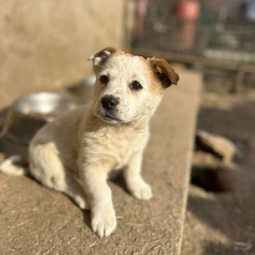 #BE2614394 -  Silas, chien croisé à adopter – AnimalWeb Belgique