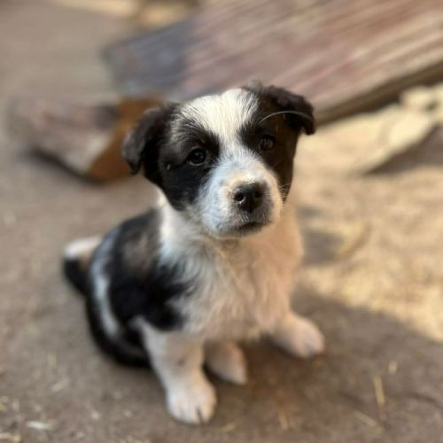 #BE2614395 -  Sucrette, chien croisé à adopter – AnimalWeb Belgique