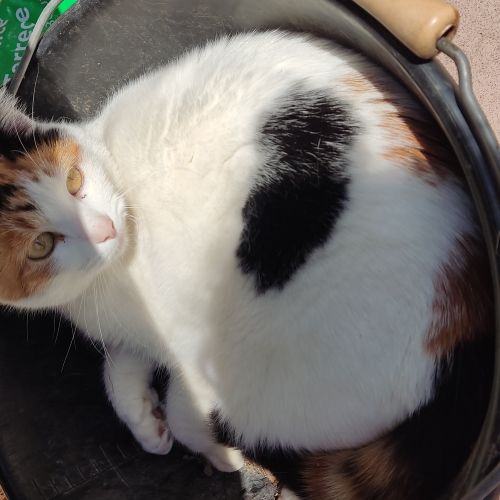 Chat perdu Jumet Chat perdu Jumet