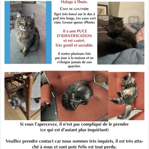 #BE2614397 - Tigrou, chat perdu à Thuin - AnimalWeb Belgique #BE2614397 - Tigrou, chat perdu à Thuin - AnimalWeb Belgique
