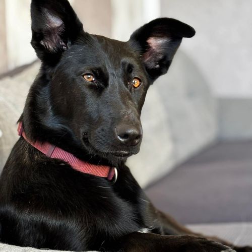 #BE2614398 - Chien à Adopter #BE2614398 - Chien à Adopter