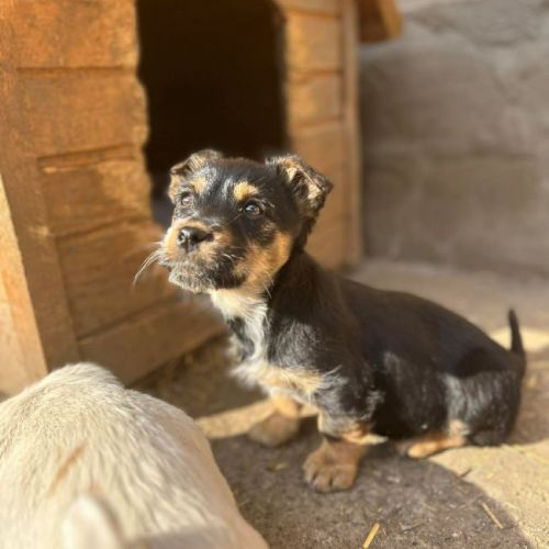#BE2614399 - Saphira, chien croisé à adopter – AnimalWeb Belgique #BE2614399 - Saphira, chien croisé à adopter – AnimalWeb Belgique