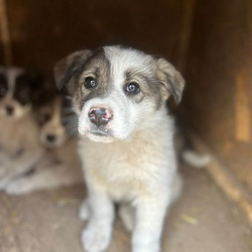 #BE2614400 - Hiro, chien croisé à adopter – AnimalWeb Belgique #BE2614400 - Hiro, chien croisé à adopter – AnimalWeb Belgique