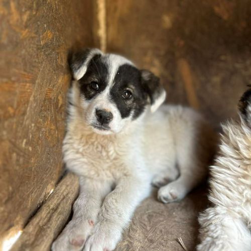 #BE26143401 - Halesia, chien croisé à adopter – AnimalWeb Belgique #BE26143401 - Halesia, chien croisé à adopter – AnimalWeb Belgique