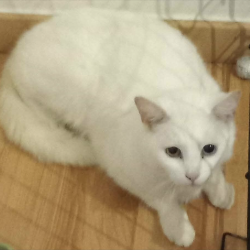 #BE2614404 - Loulou, chat à adopter à Maurage - AnimalWeb #BE2614404 - Loulou, chat à adopter à Maurage - AnimalWeb