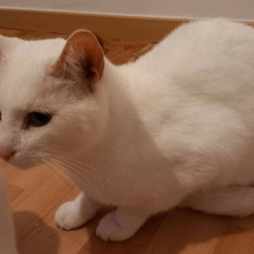 #BE2614405 - Milou, chat à adopter à Maurage - AnimalWeb #BE2614405 - Milou, chat à adopter à Maurage - AnimalWeb