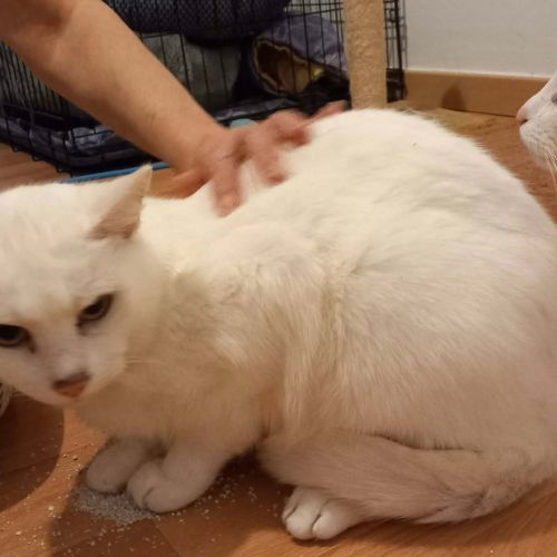 #BE2614406 - Philou, chat à adopter à Maurage - AnimalWeb #BE2614406 - Philou, chat à adopter à Maurage - AnimalWeb