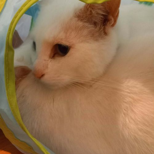 #BE2614407 - Pilou, chat à adopter à Maurage - AnimalWeb #BE2614407 - Pilou, chat à adopter à Maurage - AnimalWeb