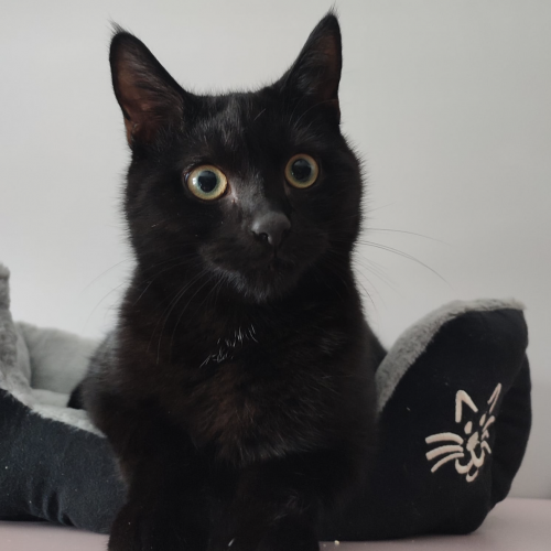 #BE2614408 - Marius, chat à adopter à Maurage - AnimalWeb #BE2614408 - Marius, chat à adopter à Maurage - AnimalWeb