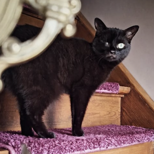 #BE2614410 - Salem, chat à adopter à Maurage - AnimalWeb #BE2614410 - Salem, chat à adopter à Maurage - AnimalWeb