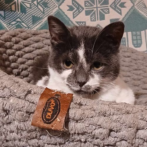 #BE2614412 - Mido, chat à adopter à Maurage - AnimalWeb #BE2614412 - Mido, chat à adopter à Maurage - AnimalWeb