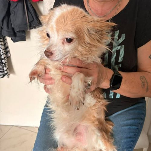 #BE2614413 - Paco, chien à adopter à Maurage – AnimalWeb​