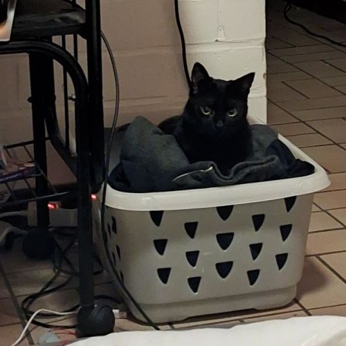 #BE2614414 - Shadow, chat perdu à Nivelles - AnimalWeb Belgique