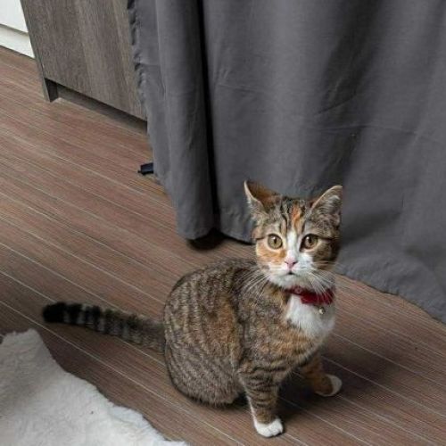 #BE2614415 - Cheetos, chat perdu à Mont-sur-Marchienne - AnimalWeb Bel